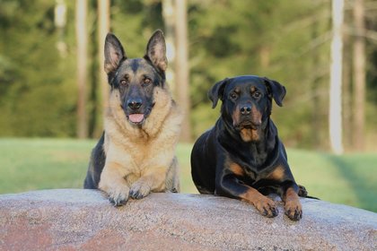 Vers vlees voor honden