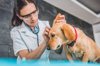 Hoe komen honden aan ooronststeking en wat te doen ? Hoe komen honden aan ooronststeking en wat te doen ?