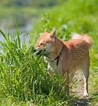 waarom eten honden gras? waarom eten honden gras?