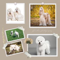 Onze mooie witte hond, heeft kringen om ogen en op zijn vacht. Hier de oplossing Onze mooie witte hond, heeft kringen om ogen en op zijn vacht. Hier de oplossing