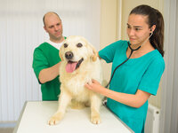 Buitenhond Buitenhond